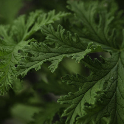 Citronella Candle